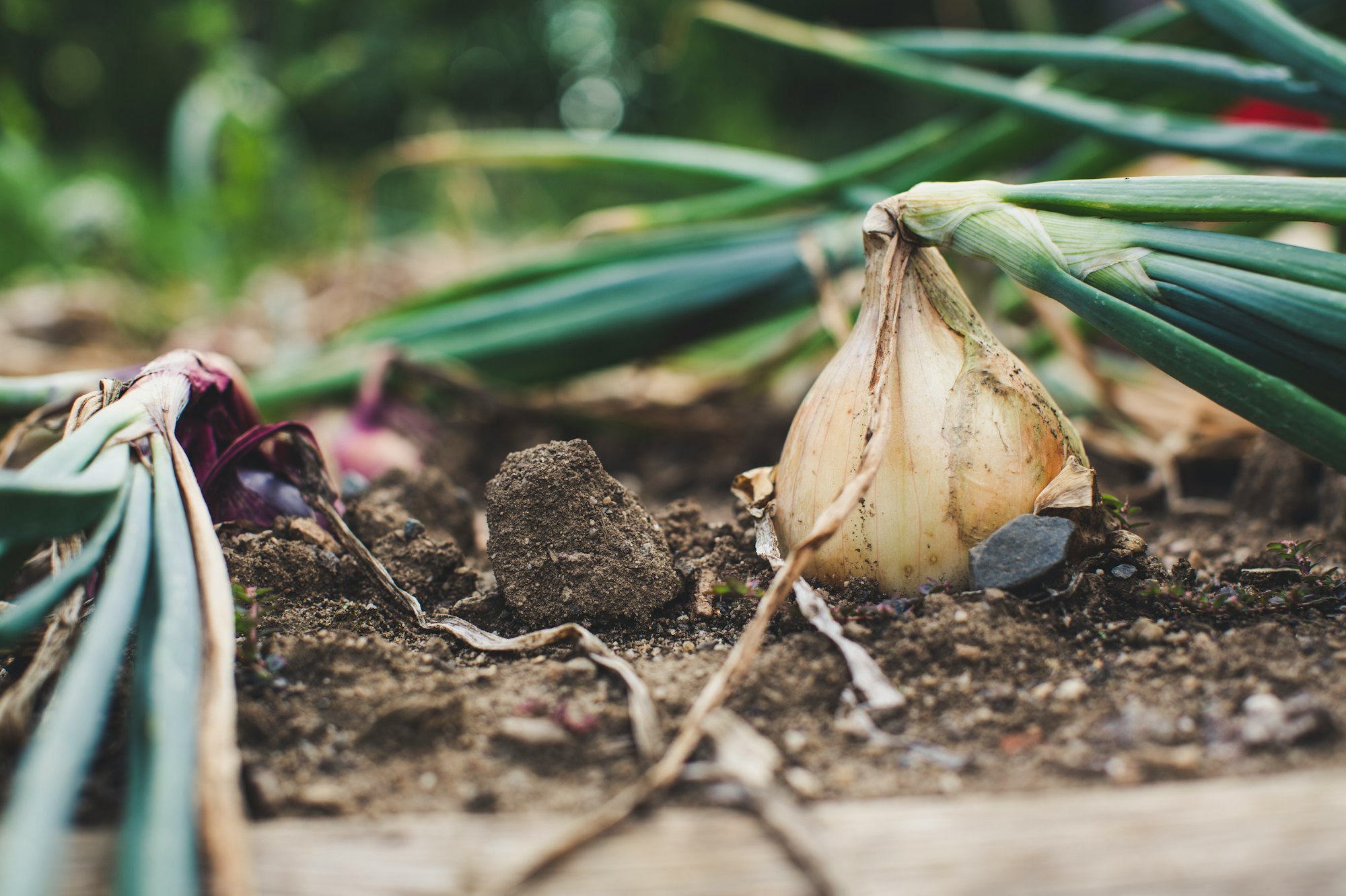 garlic bulbs on the soil