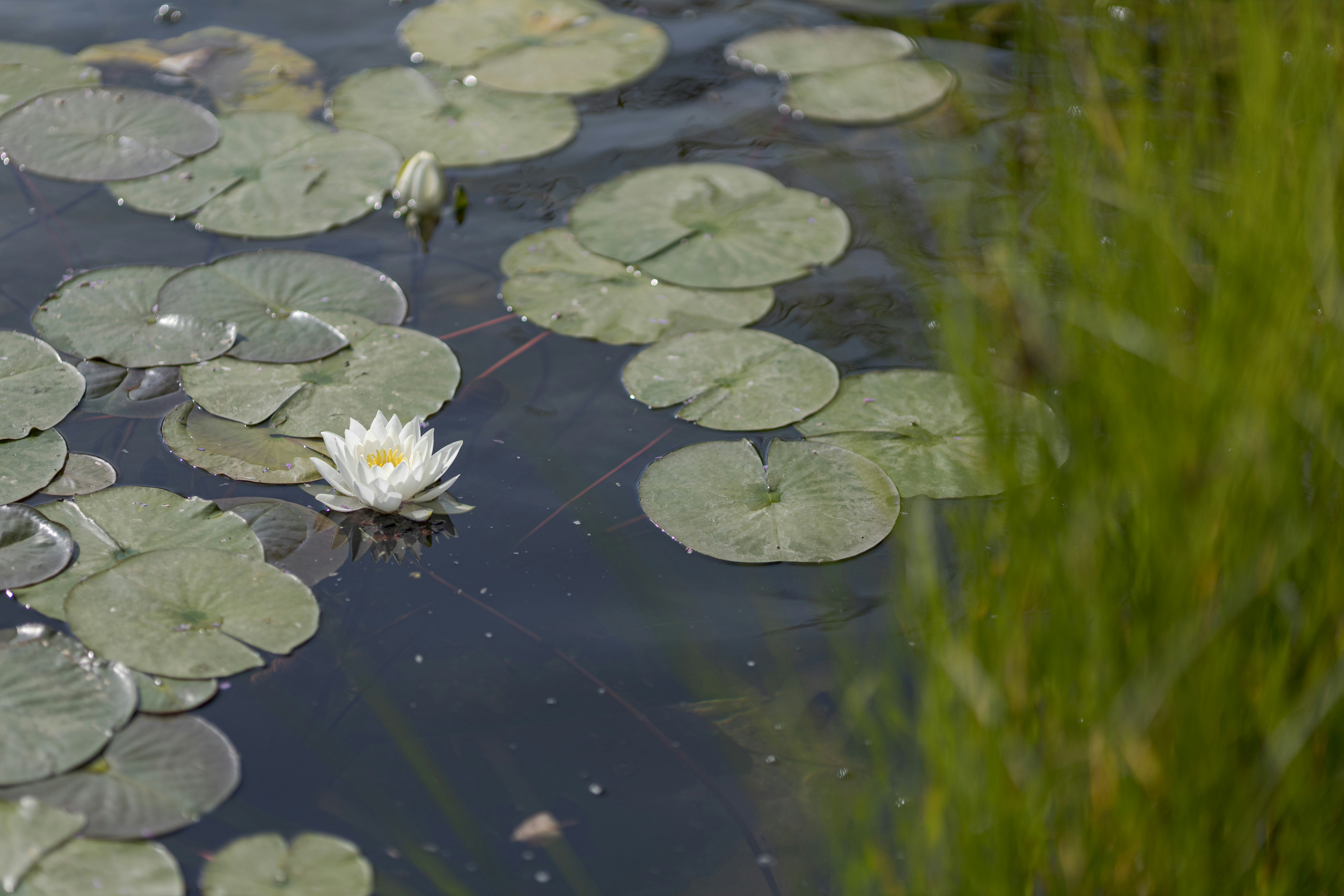 Weiße Lotusblume auf Wasser