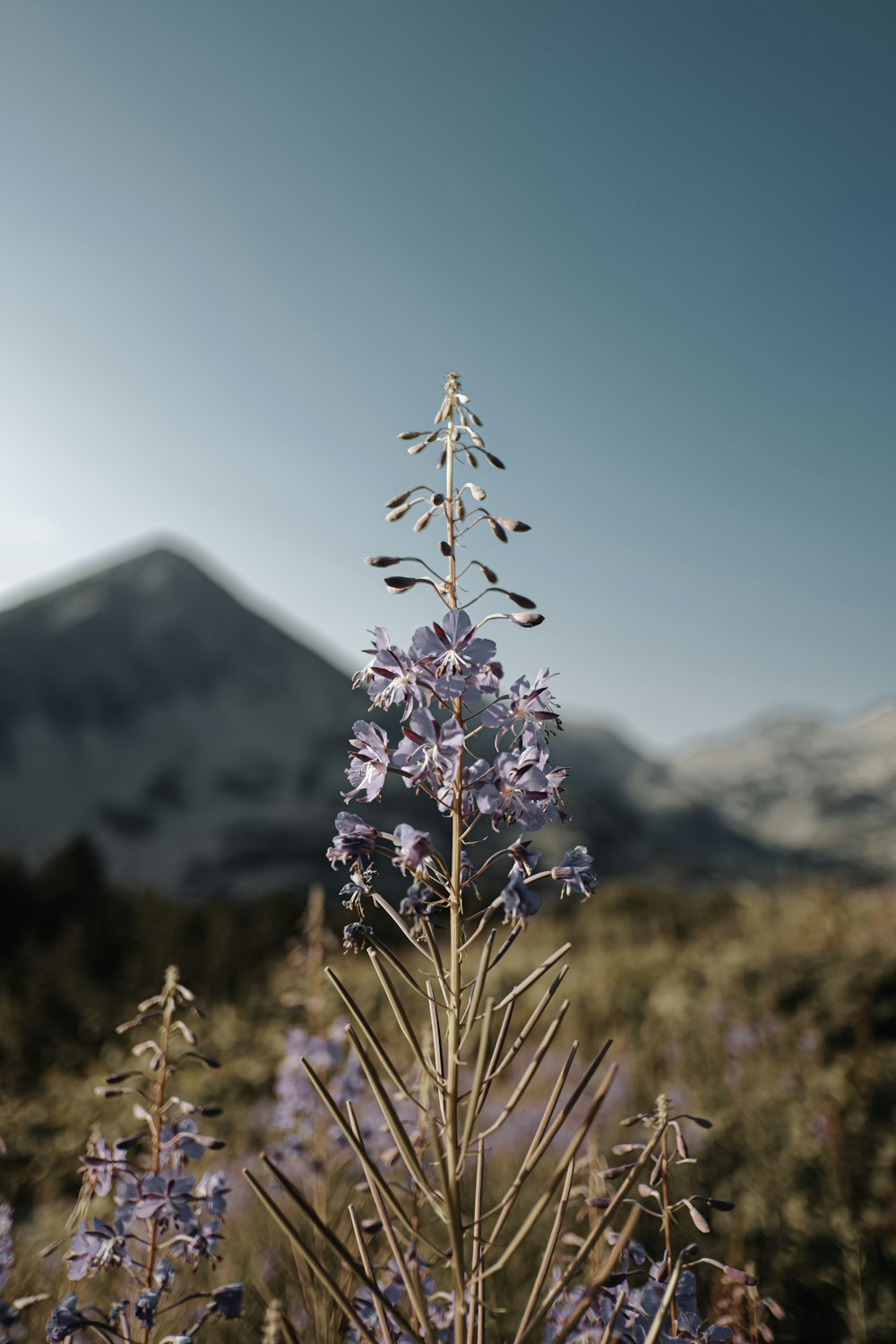 flor púrpura frente a la montaña cubierta de nieve durante el día