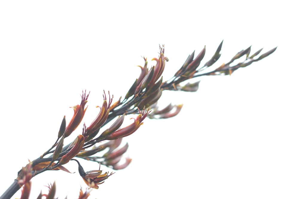 brown and white plant on white background