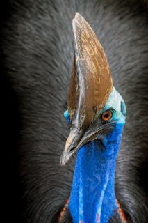 A close-up of a rare cassowary bird standing quietly among dense green foliage.