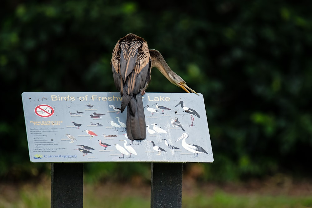 brown bird on white wooden signage