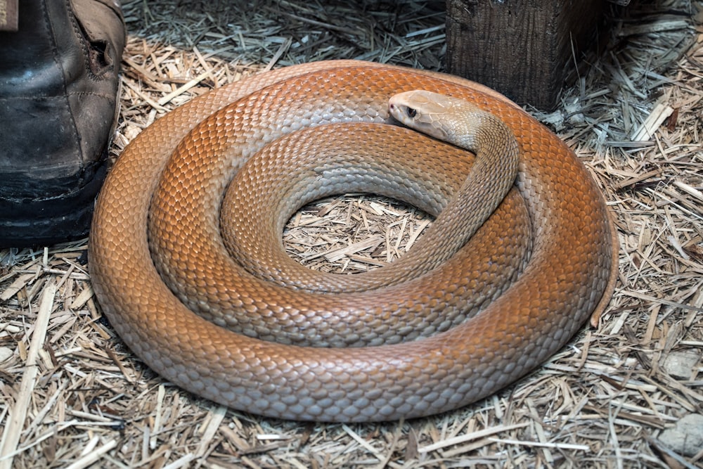 brown snake on brown dried leaves