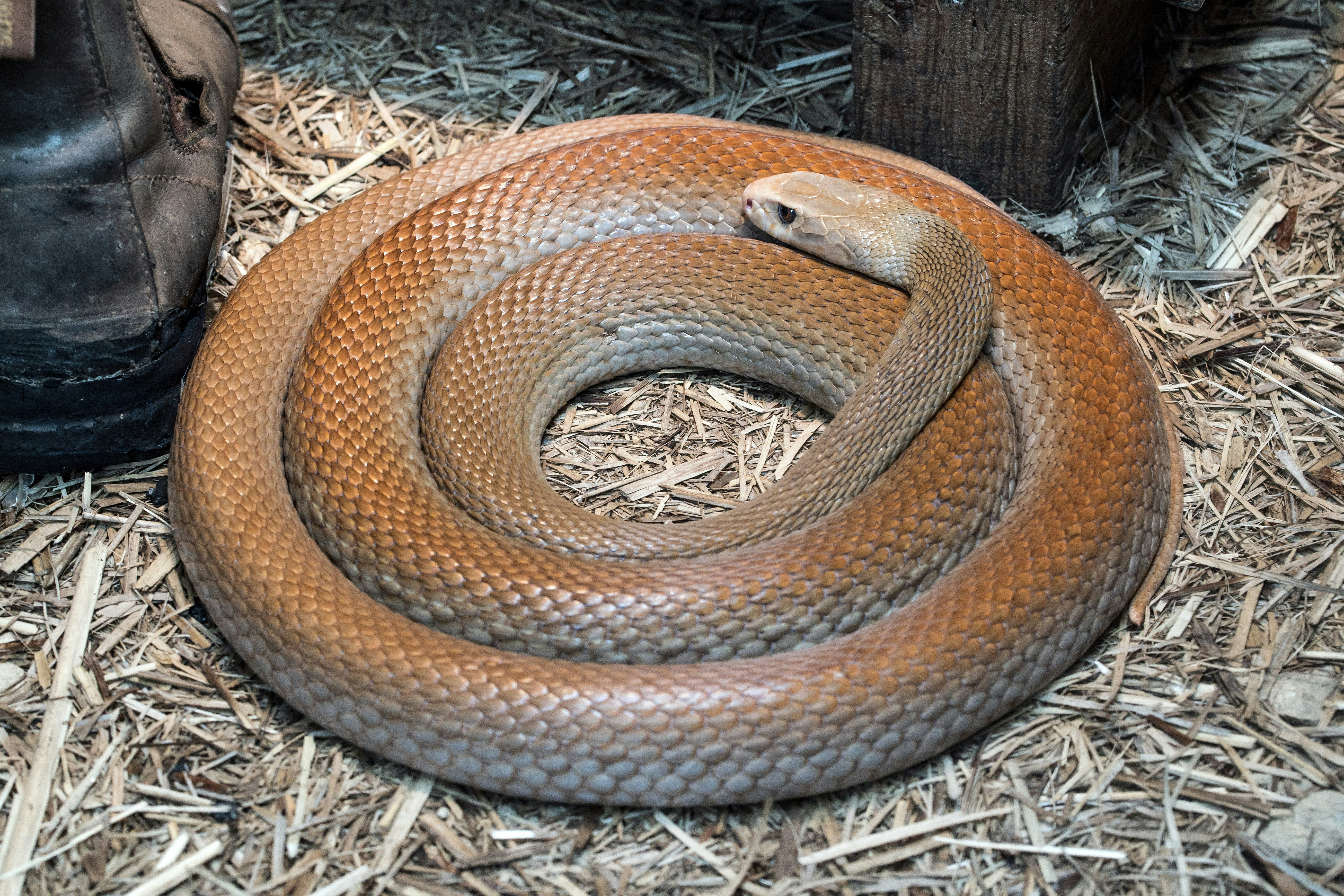 brown snake on brown dried leaves