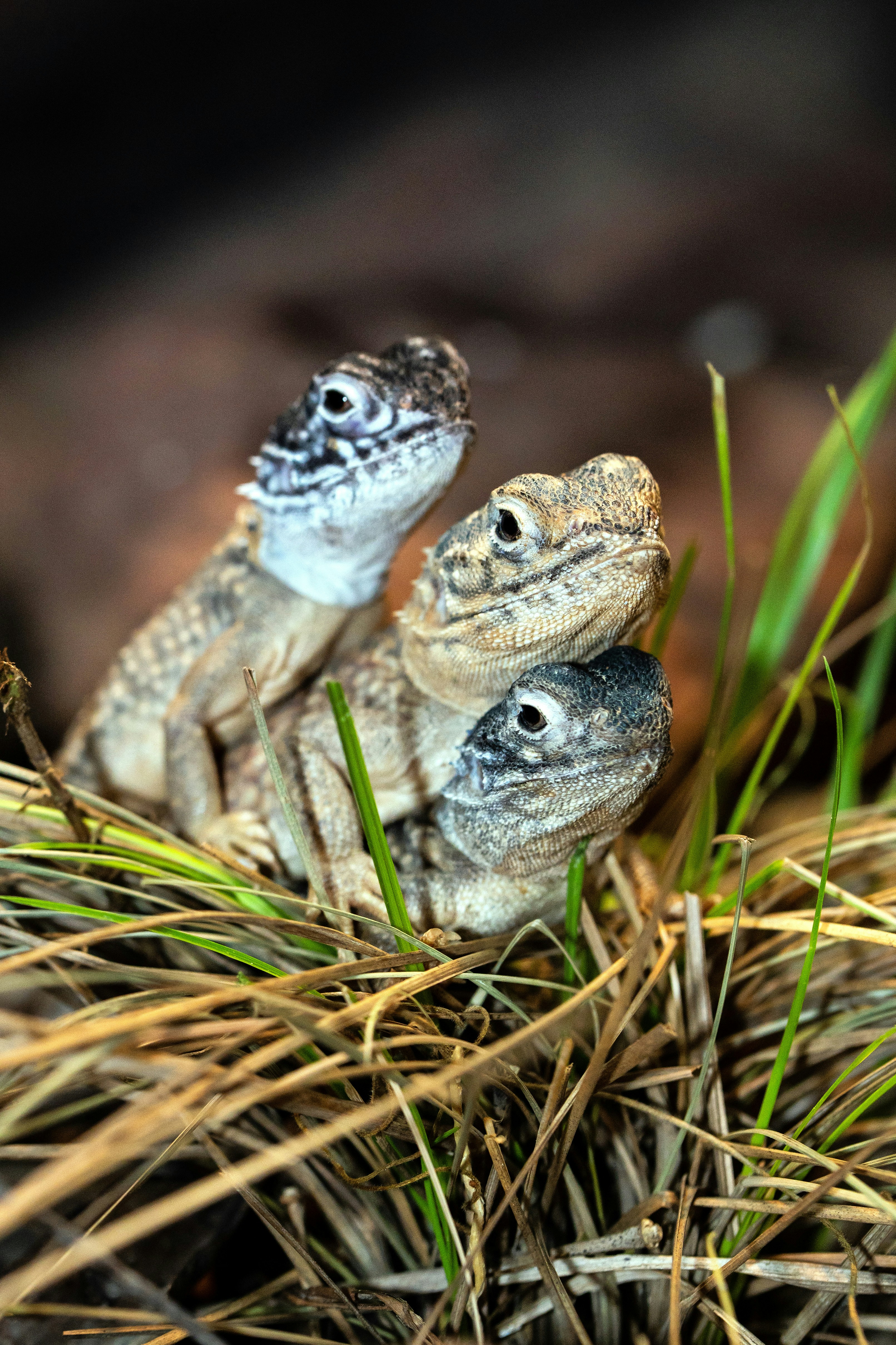 gray and brown lizard on green grass during daytime