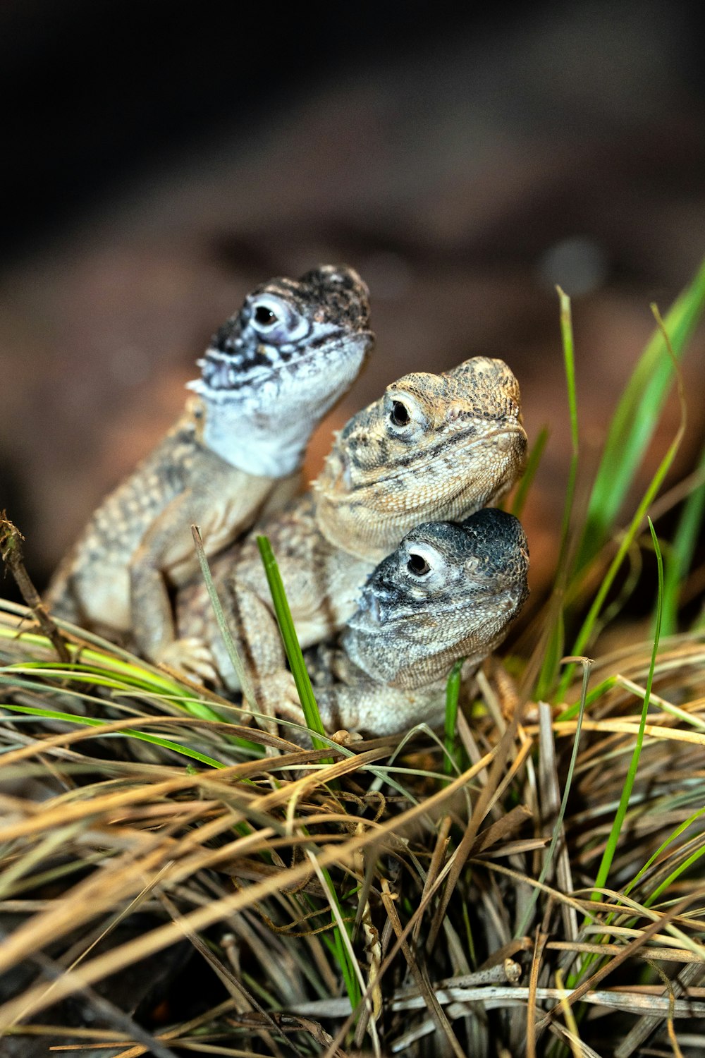 gray and brown lizard on green grass during daytime