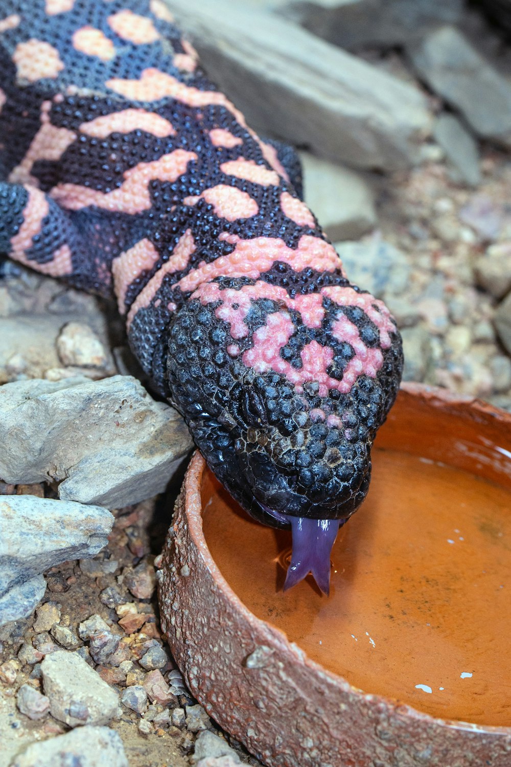 black and brown snake on brown rock