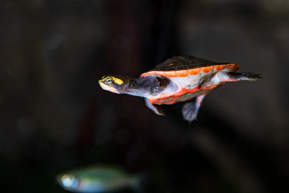 brown and black turtle in water