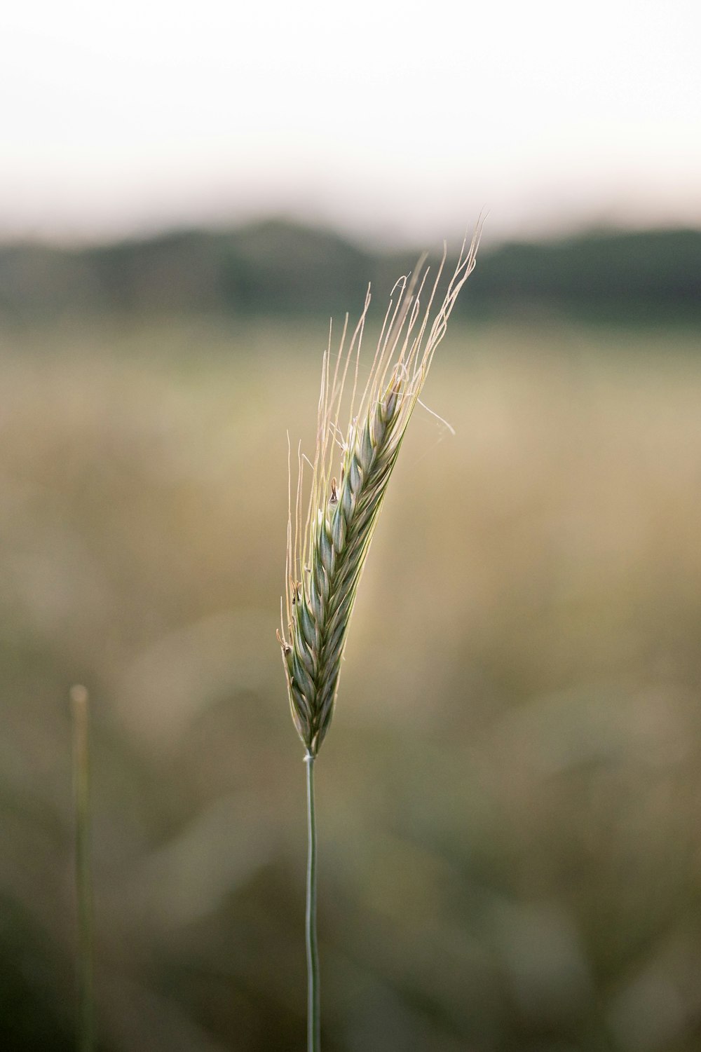 green wheat in close up photography