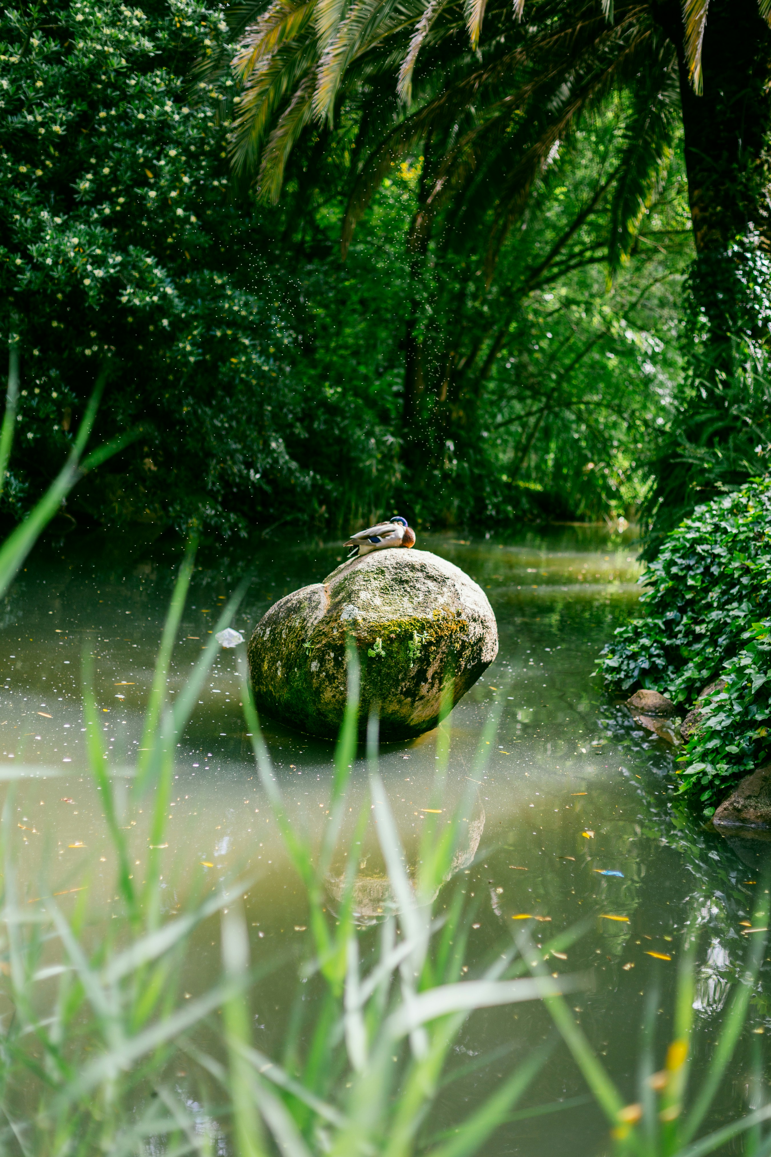 green grass on body of water
