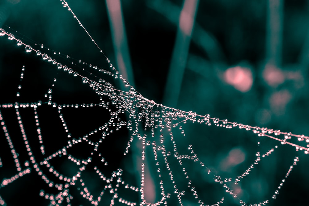 water droplets on spider web in close up photography