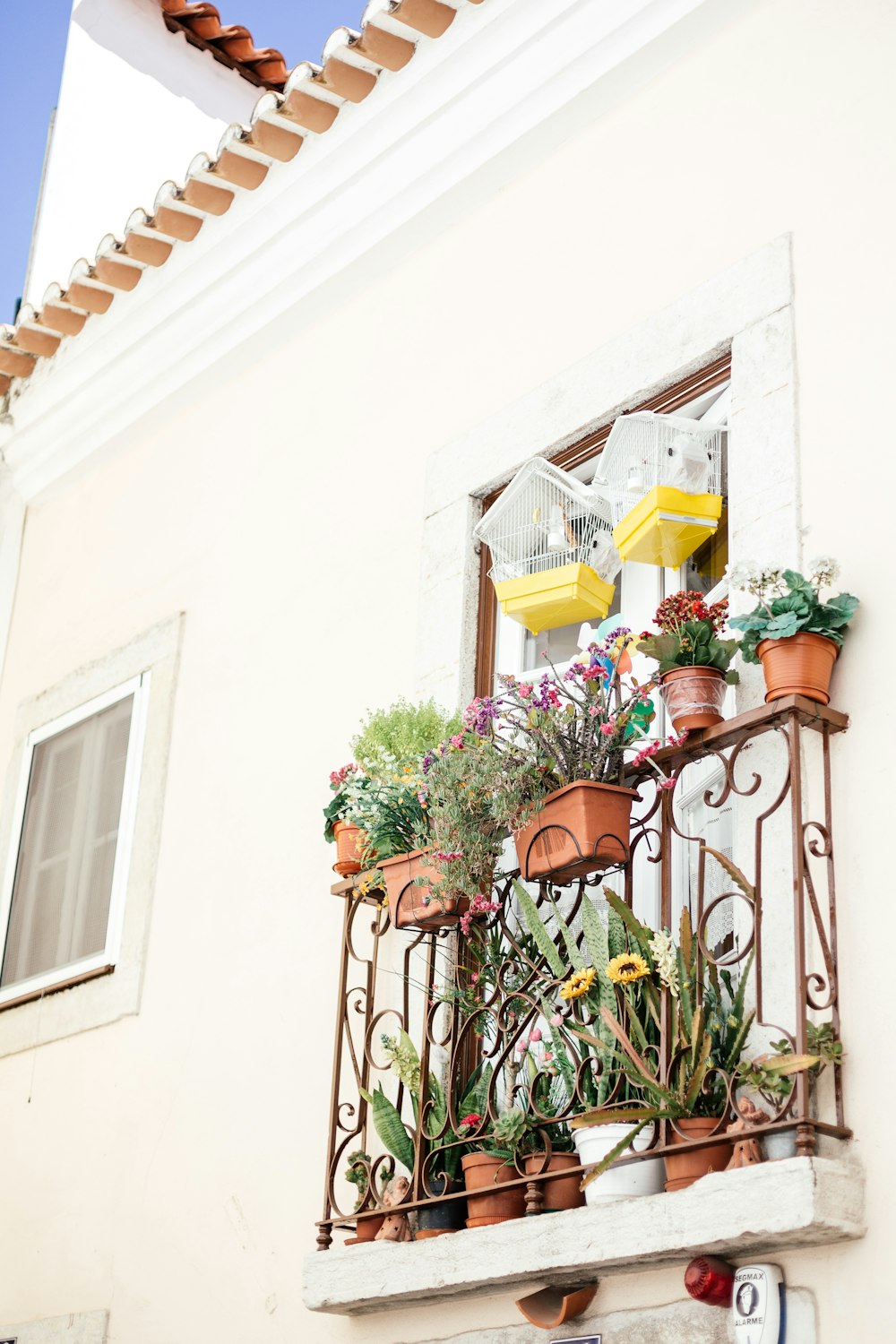 red and green potted plants on white concrete building