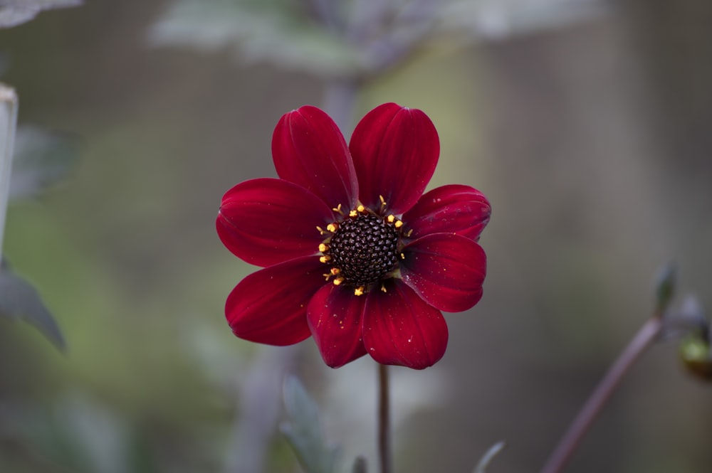 a close up of a red flower with a blurry background