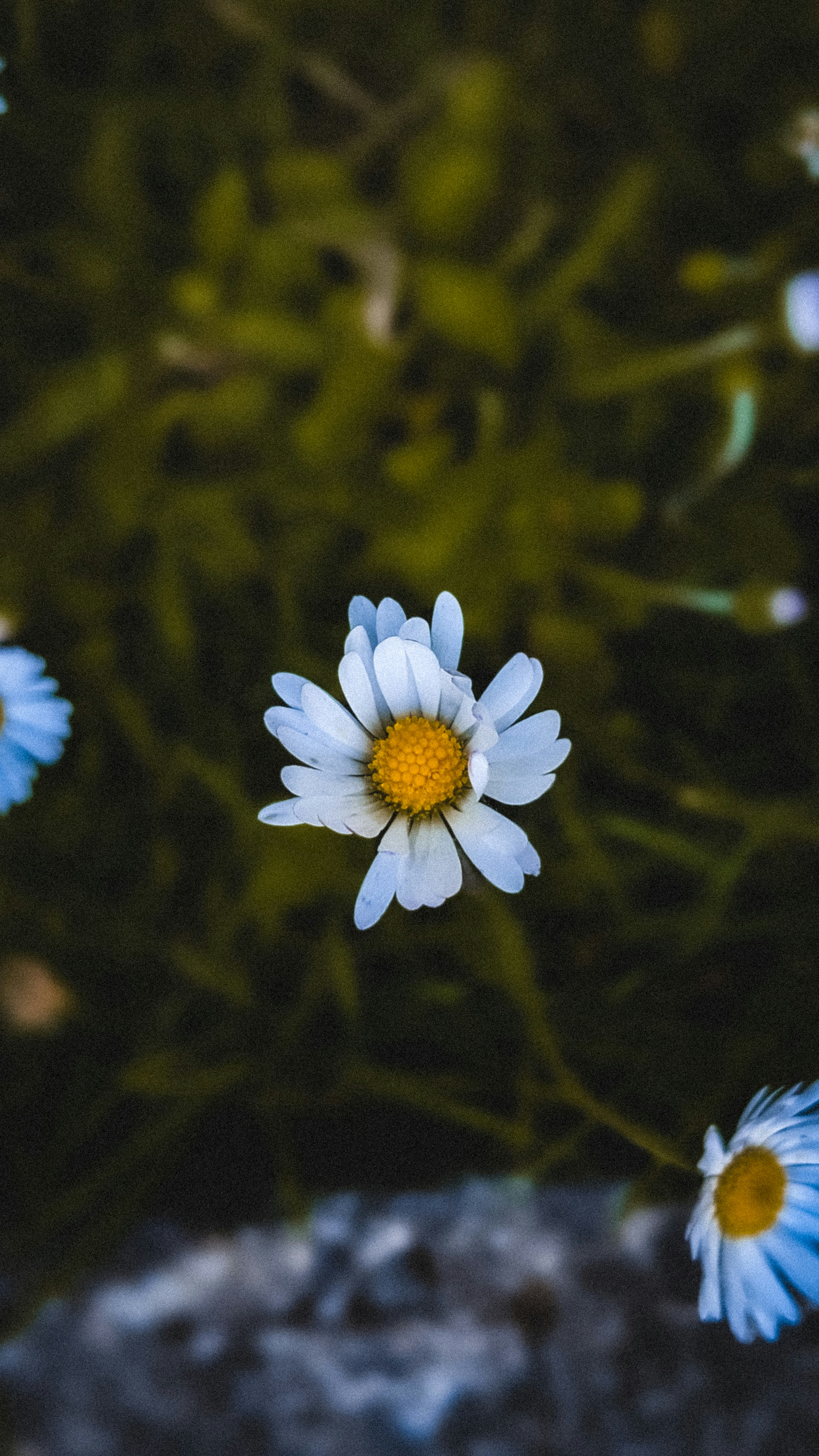 Photo by karthiksantosh_cks