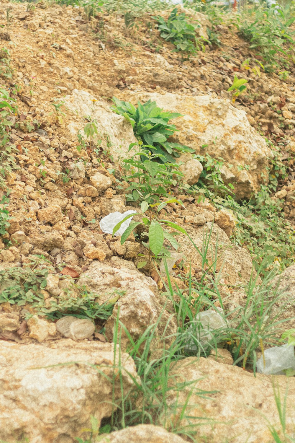 green plant on brown soil