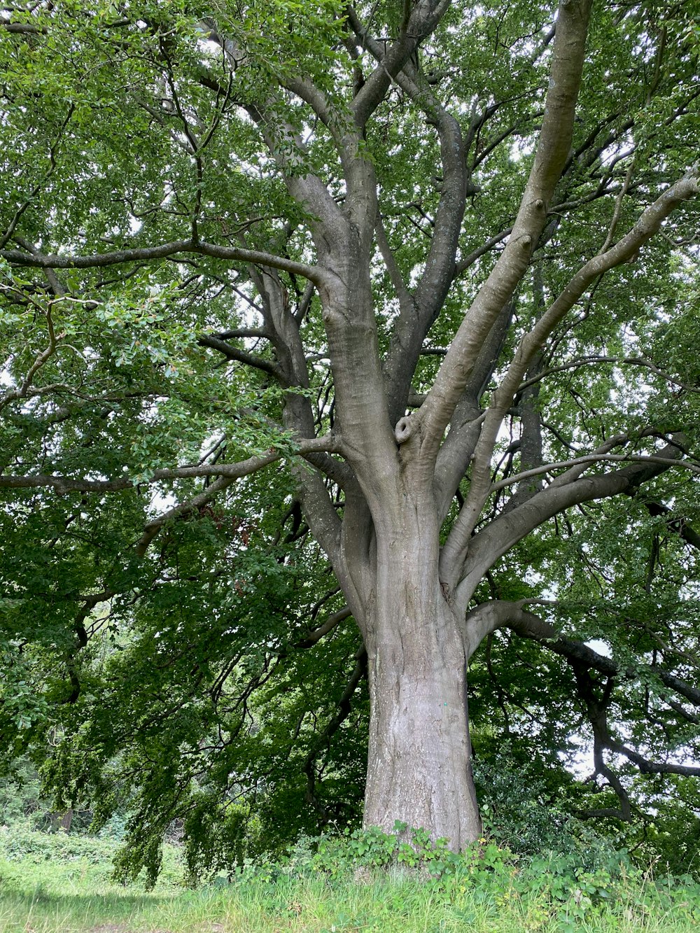 green tree under white sky during daytime