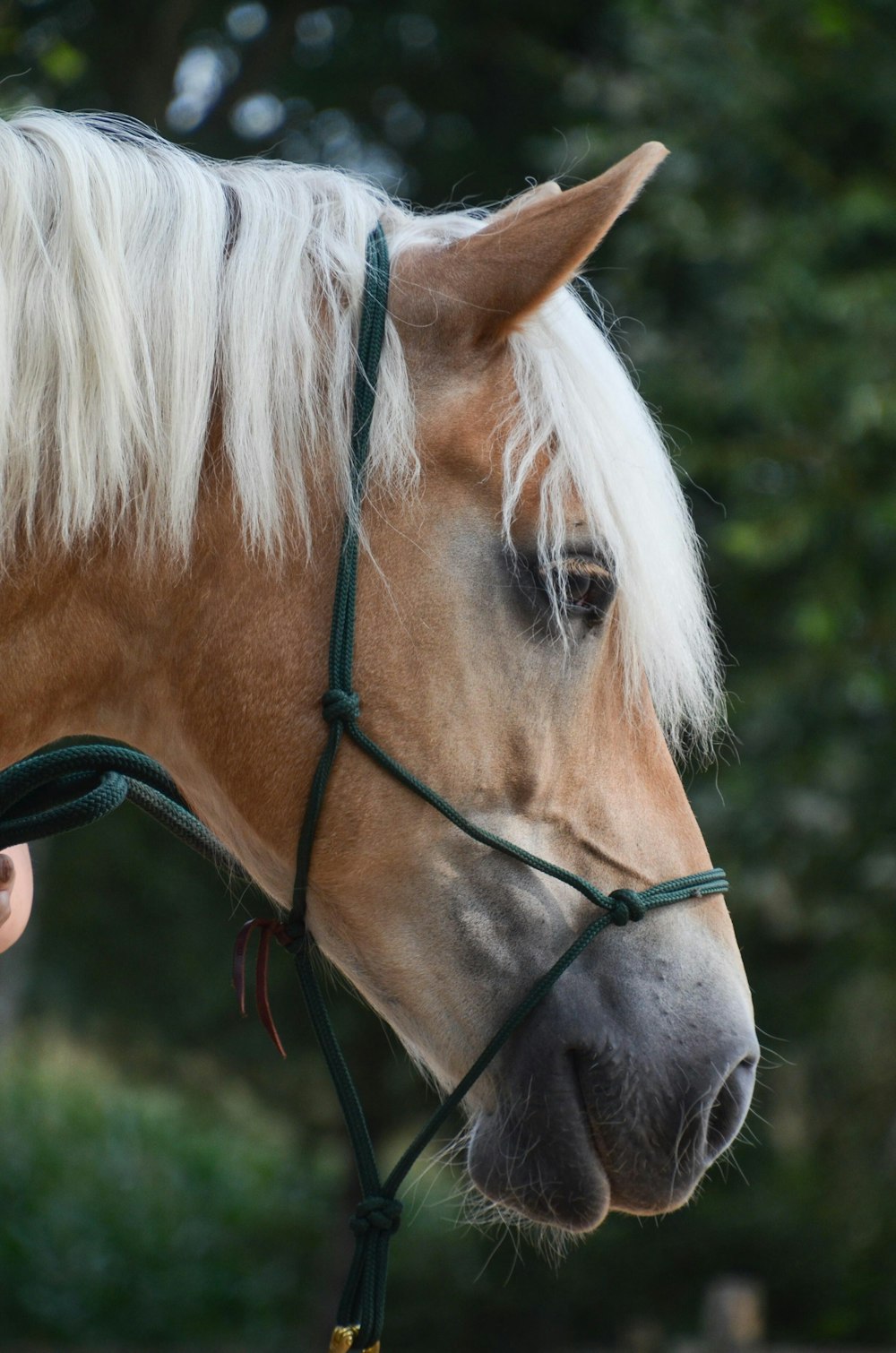 white horse in close up photography