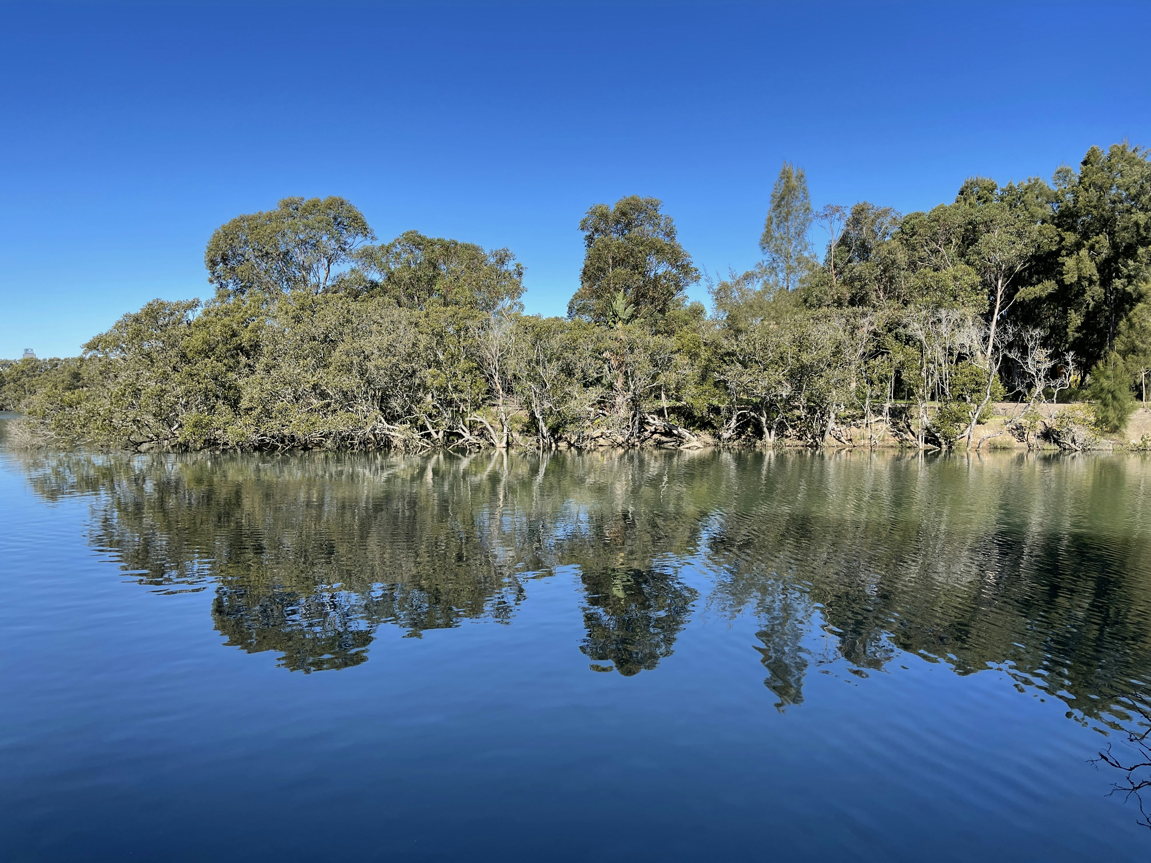 green trees beside body of water during daytime