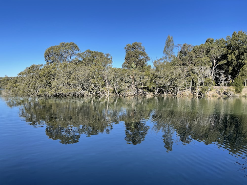 green trees beside body of water during daytime