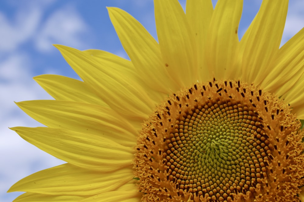 yellow sunflower in close up photography