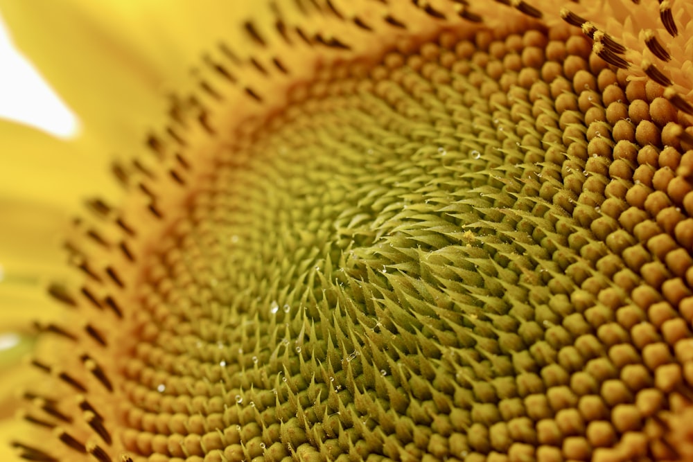 yellow sunflower in close up photography