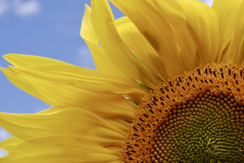 yellow sunflower in close up photography