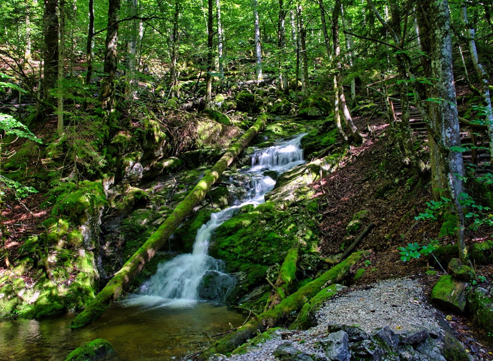 green moss on brown rock