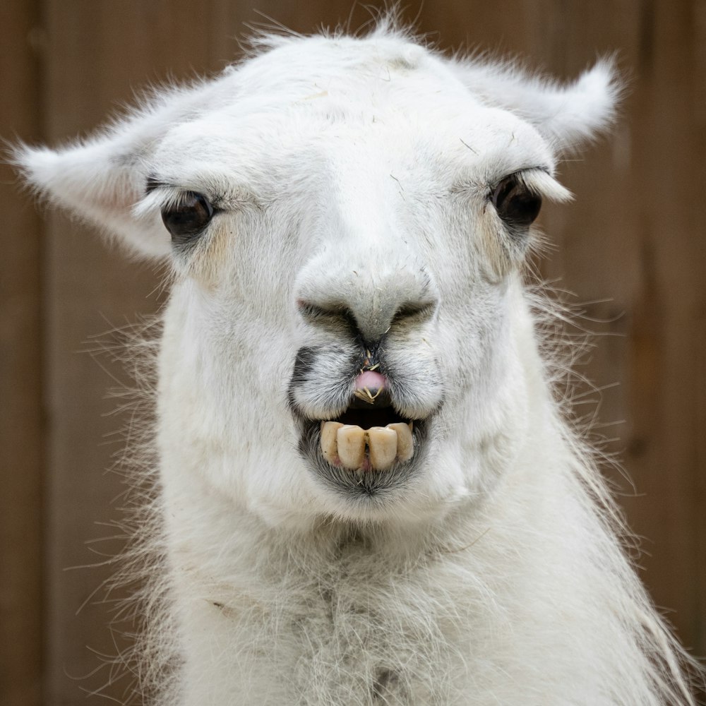 white llama with brown eyes