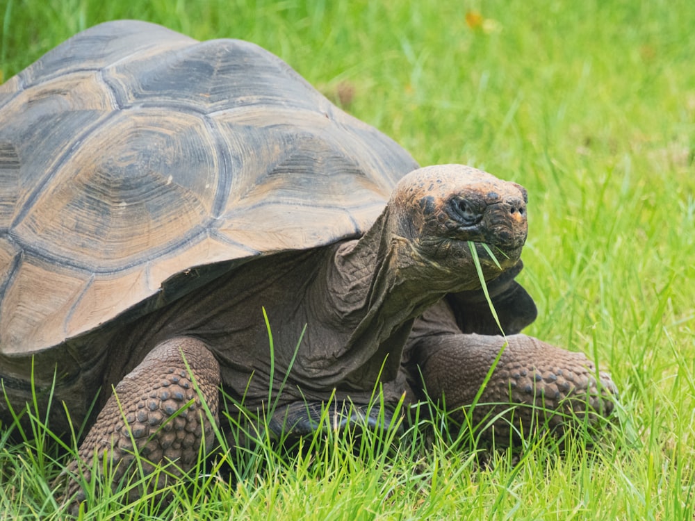 brown turtle on green grass during daytime