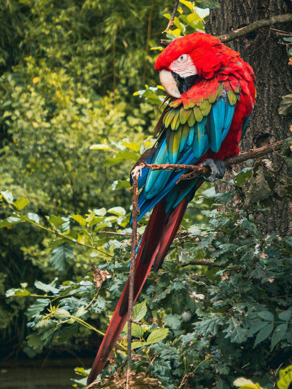 red blue and green macaw on brown tree branch during daytime