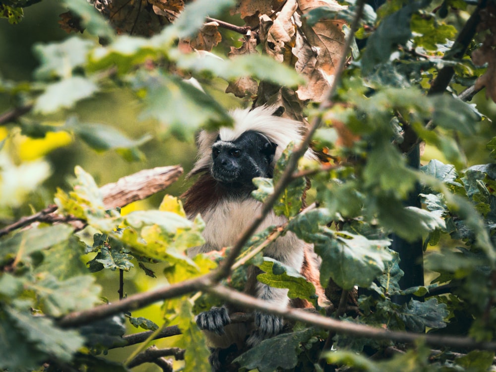 black and white monkey on tree branch during daytime