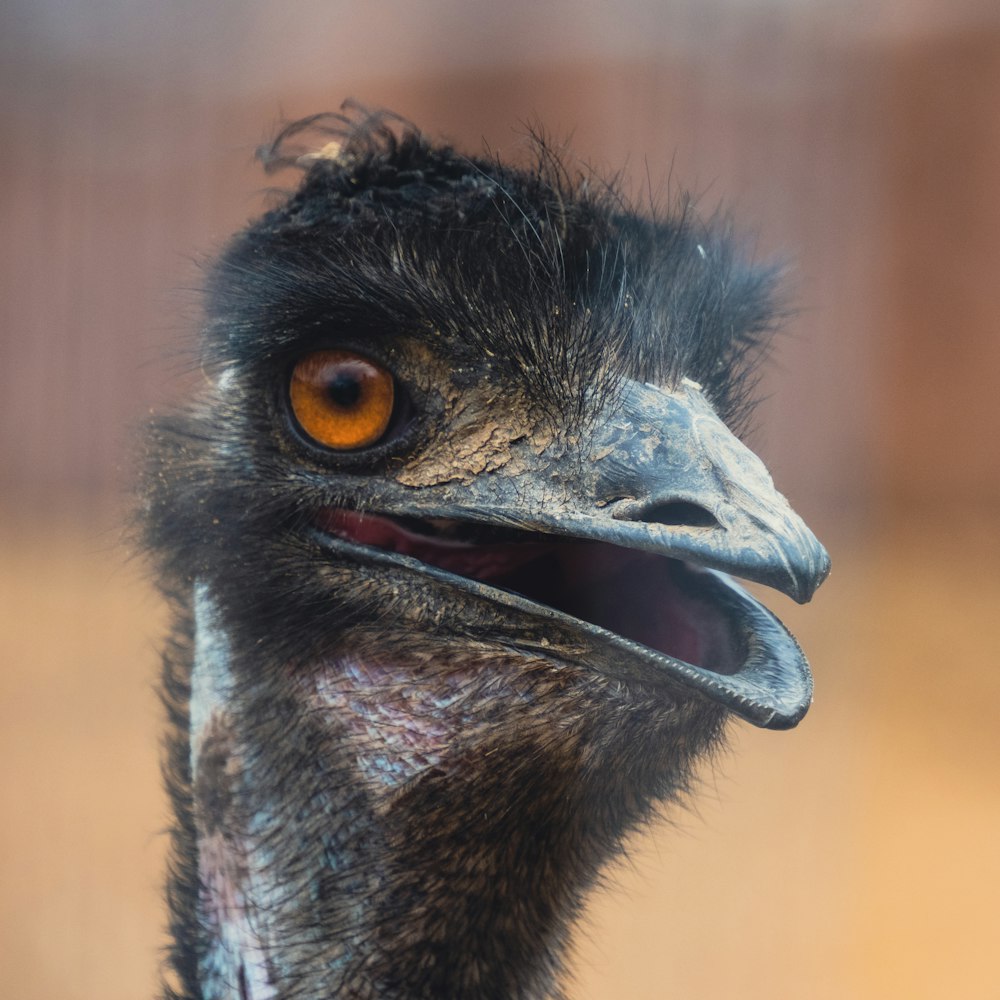 black and brown ostrich head