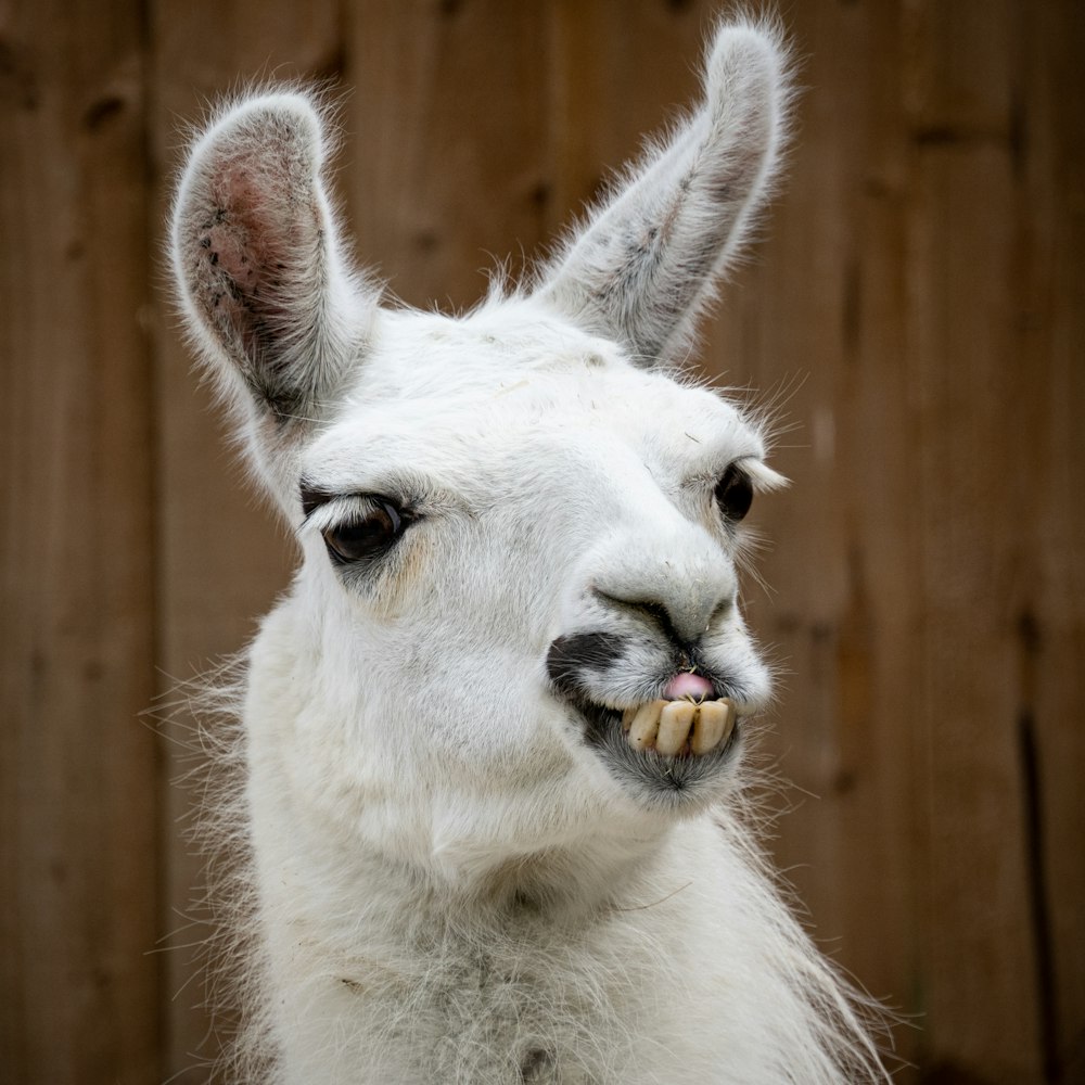 white llama in front of brown wooden fence