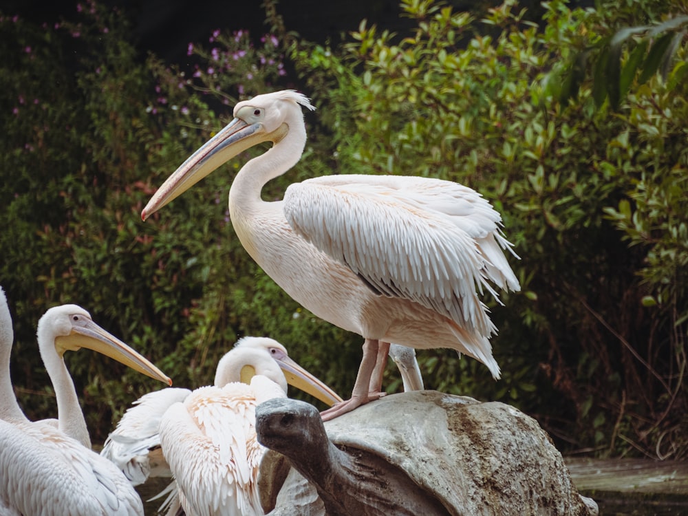 white pelican on brown rock during daytime