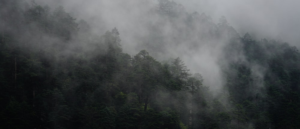 green trees under white clouds