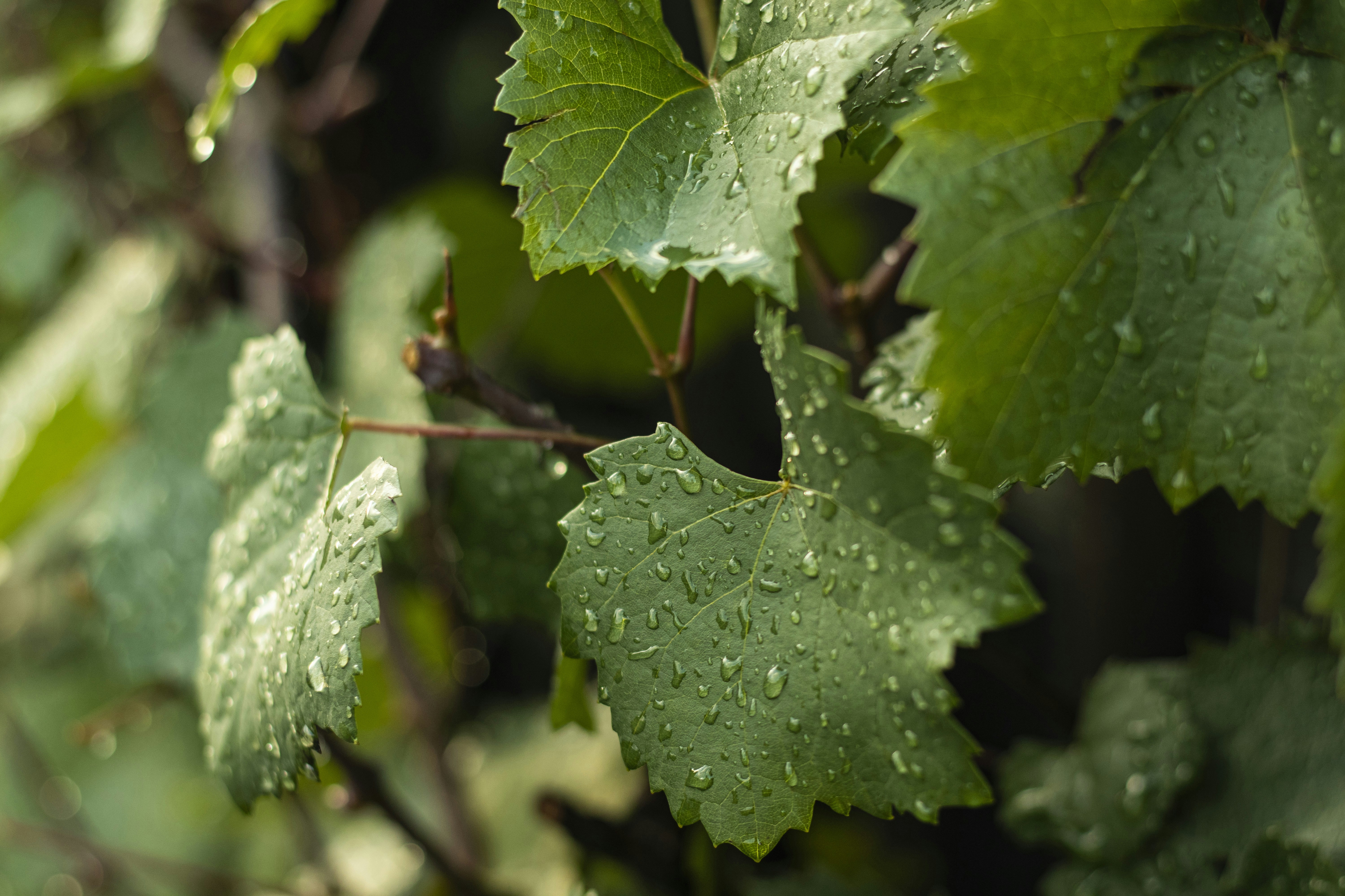 Photo by snowmountainer