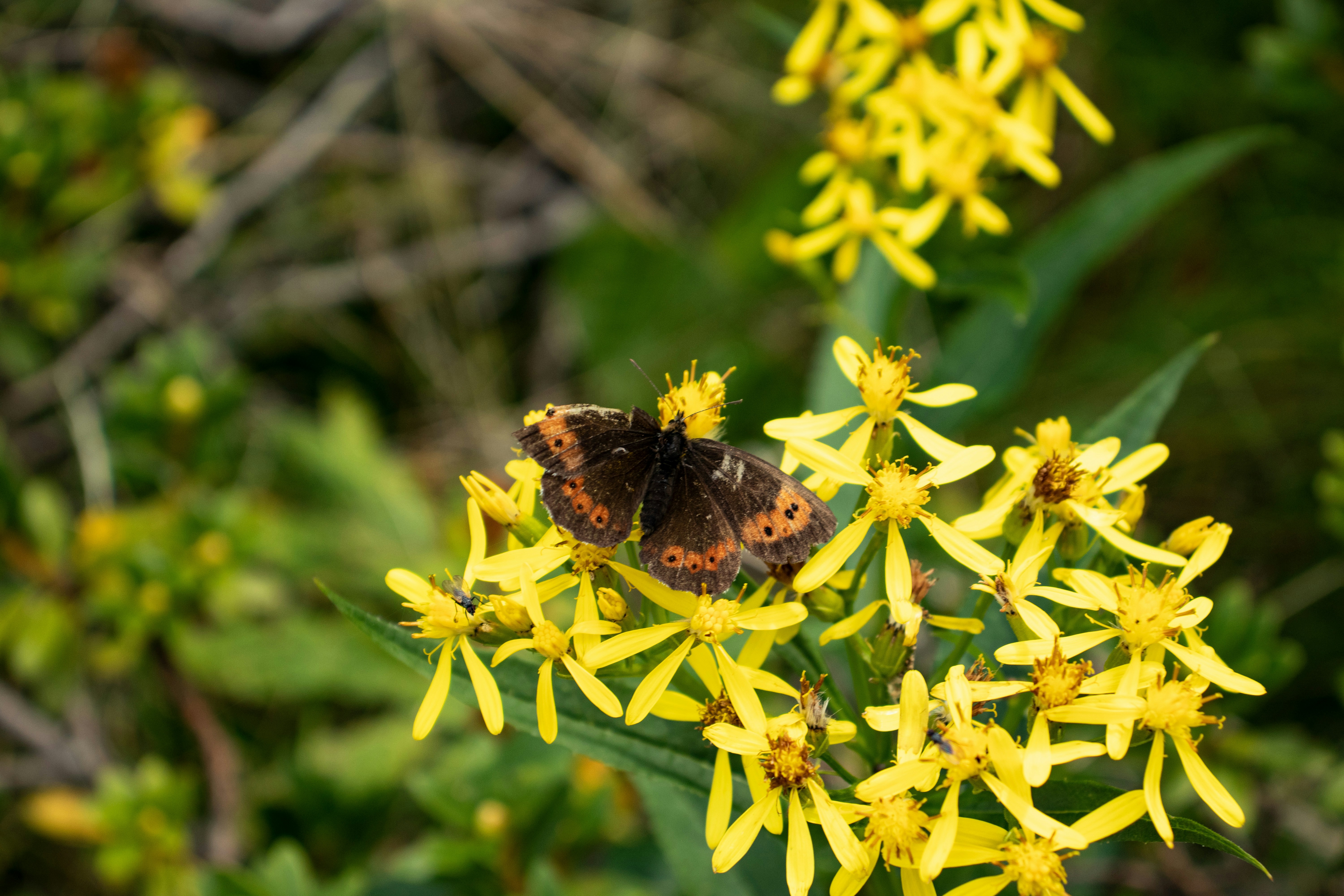close-up of a butterfly next to a fly on a flower