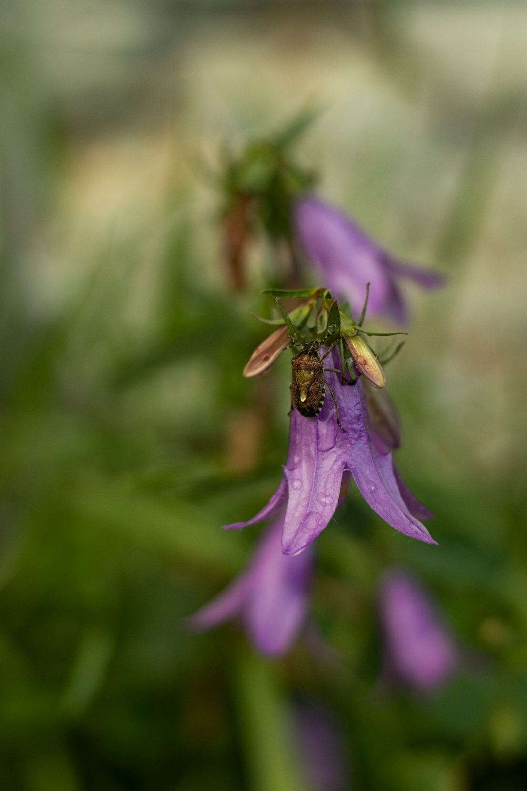 brown bee on purple flower in tilt shift lens