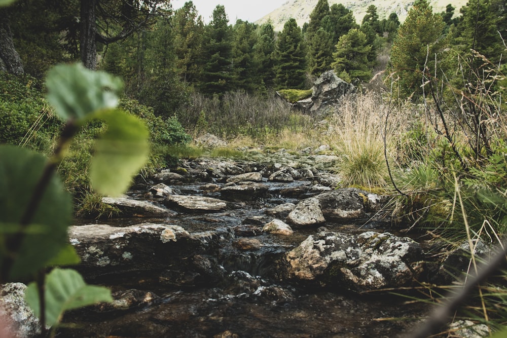 green trees on rocky ground during daytime