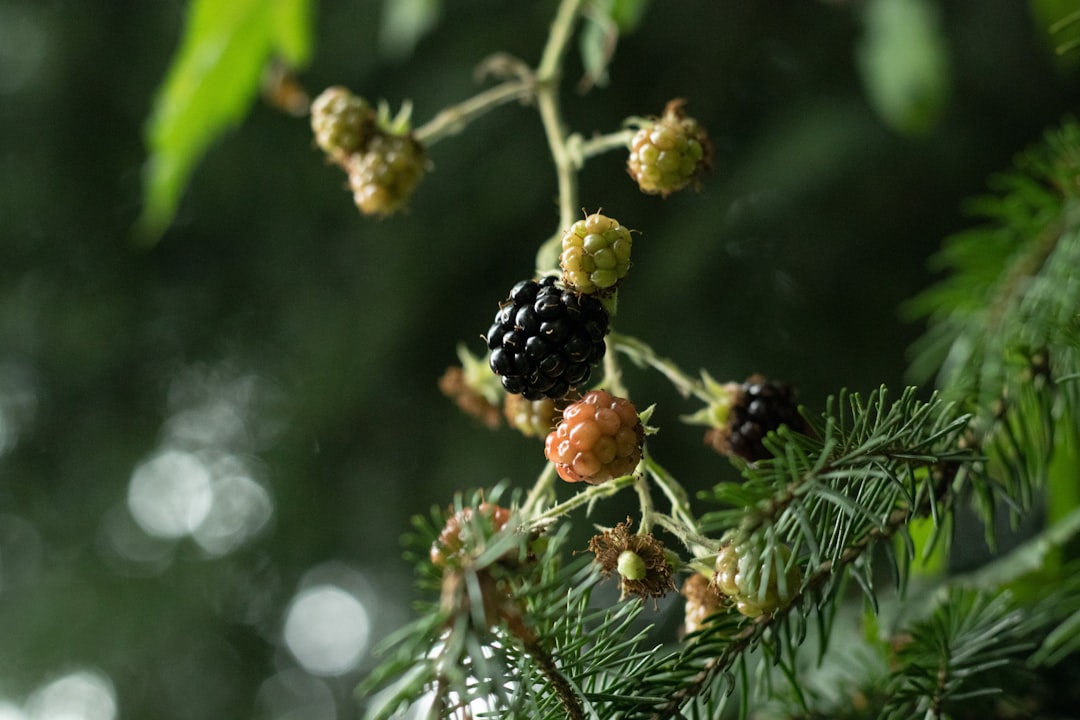 green and brown round fruits