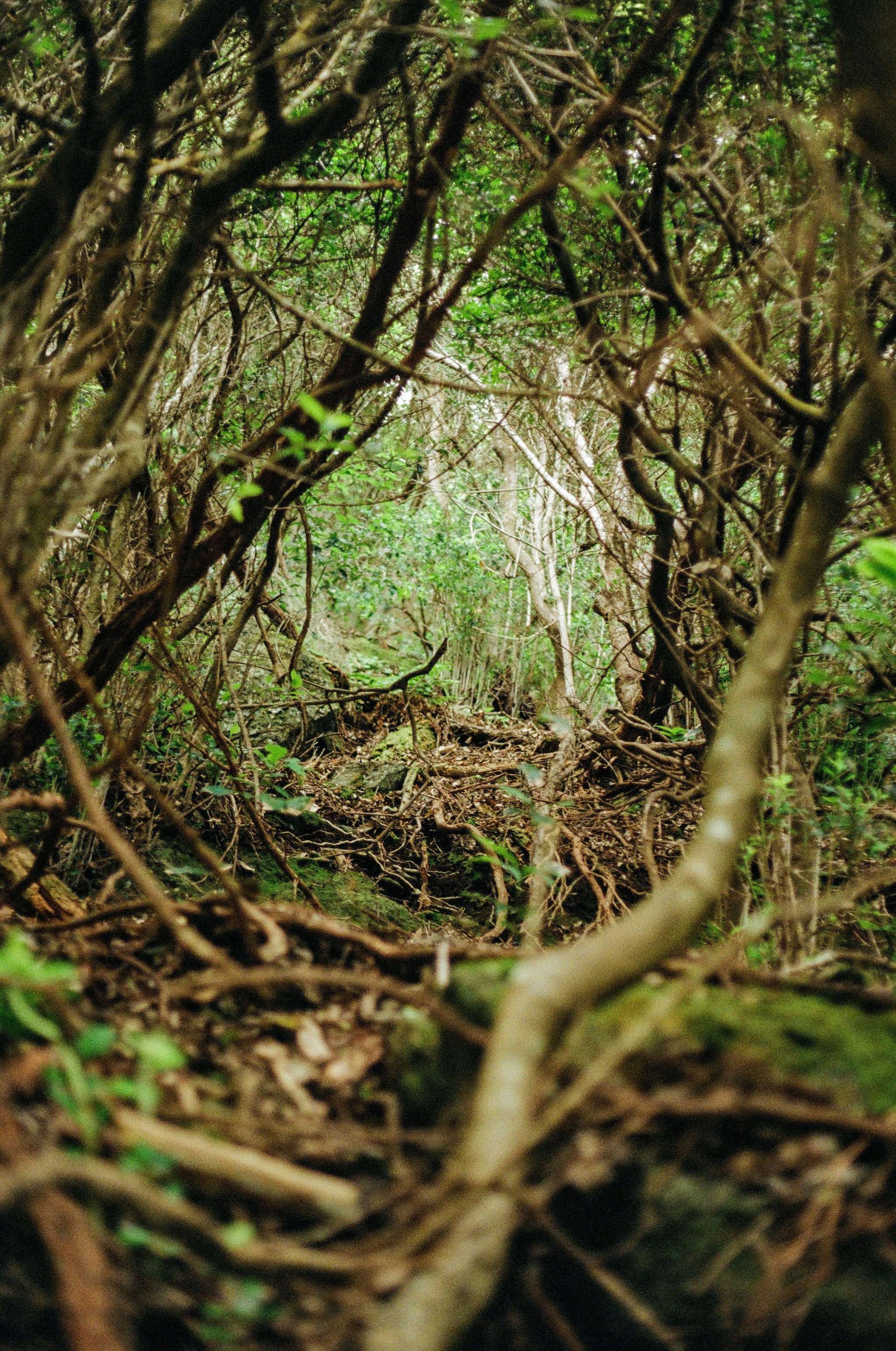 Photo by partyparrotgreg