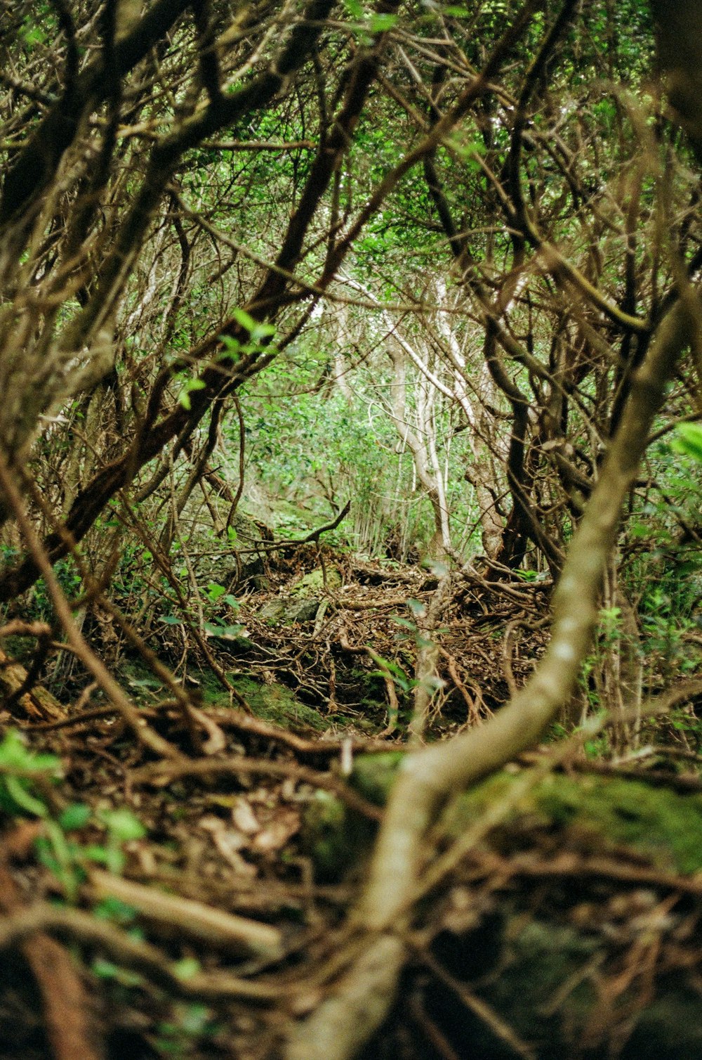 green trees on brown soil