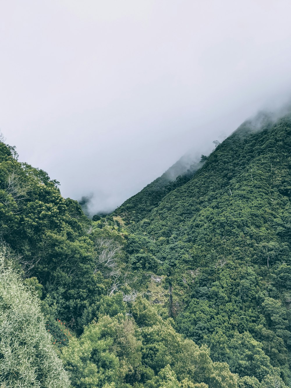 green trees on mountain during daytime