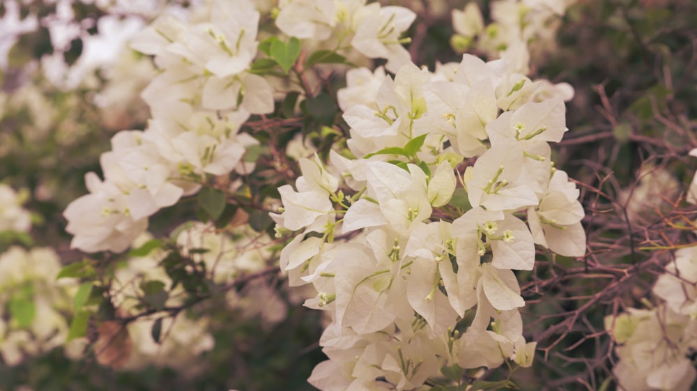 white flowers in tilt shift lens