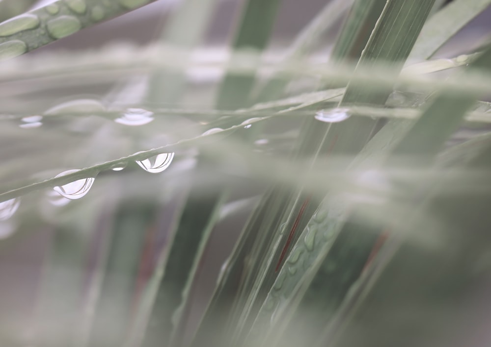 water droplets on green leaf