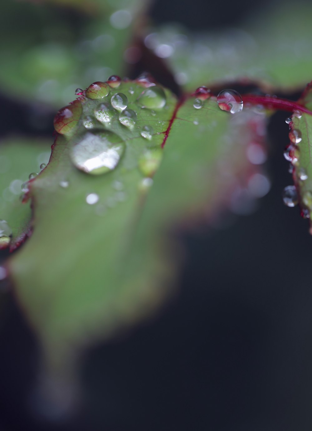 water droplets on green leaf