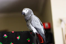 gray and white bird on black surface