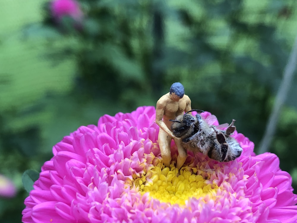 yellow and black bee on purple flower