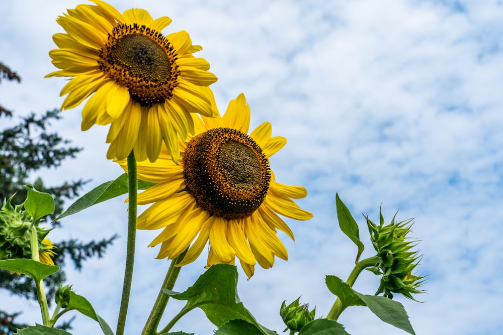 yellow sunflower under white clouds and blue sky during daytime