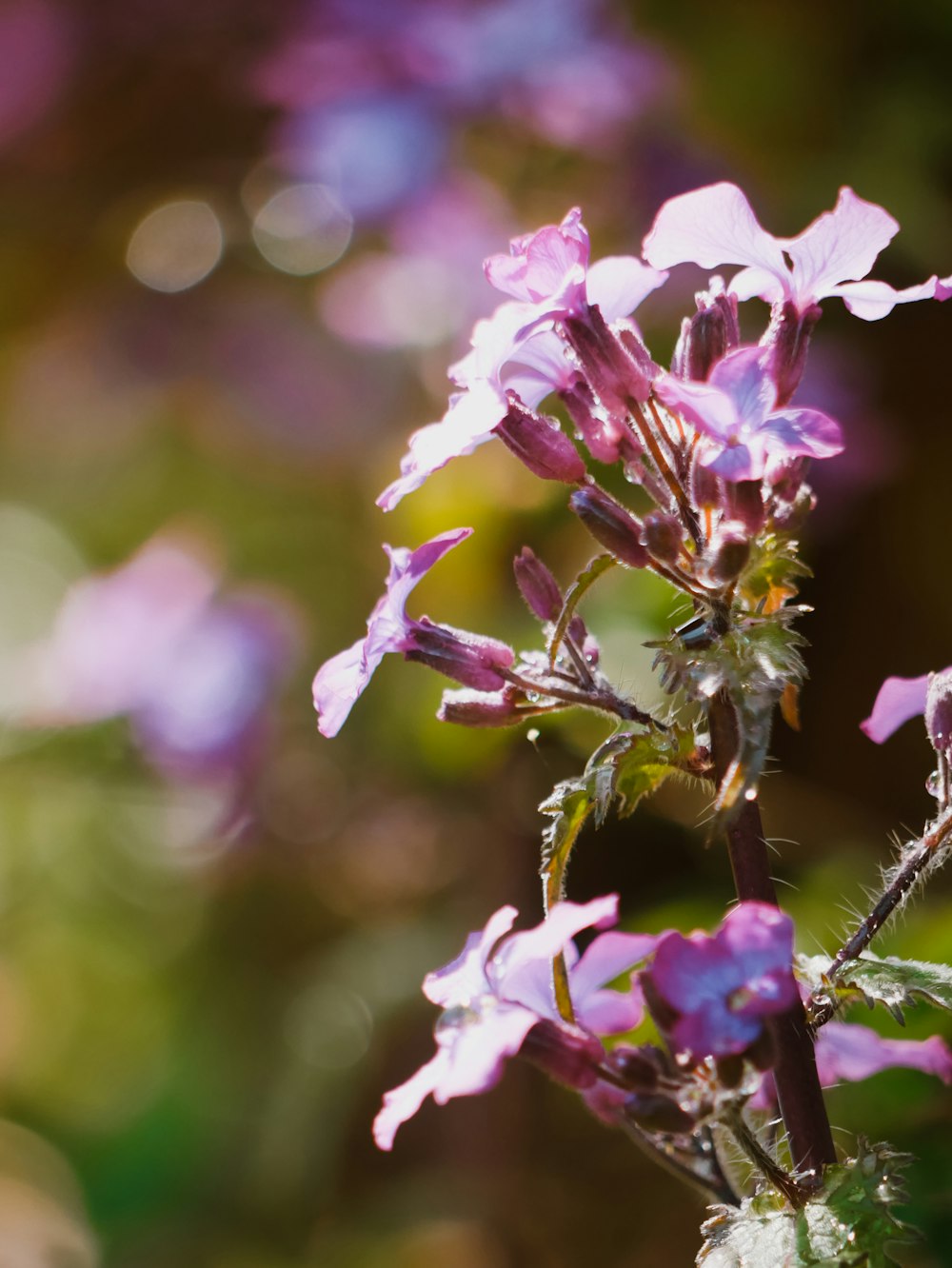 pink and white flower in tilt shift lens